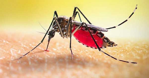 চট্টগ্রামে ডেঙ্গু-চিকুনগুনিয়ার দাপট, সংকটে চসিক